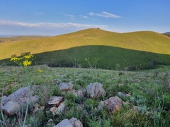 Osteospermum imbricatum
