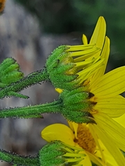 Osteospermum imbricatum
