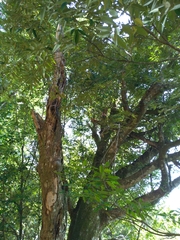 Castanopsis carlesii