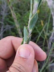 Osteospermum imbricatum