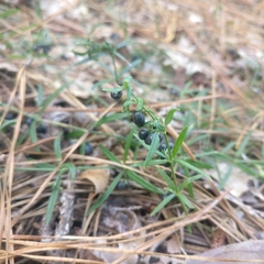 Galium uniflorum