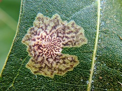 Tischeria quercitella