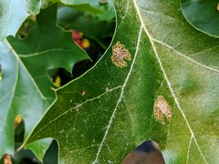 Tischeria quercitella