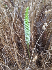 Platanthera elegans elegans