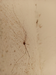 Cosmobunus granarius