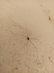 Cosmobunus granarius