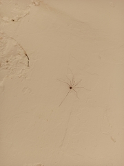 Cosmobunus granarius