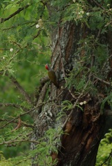 Chloropicus griseocephalus