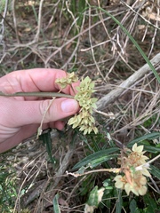 Lasiopetalum ferrugineum
