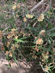 Lasiopetalum ferrugineum