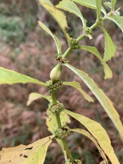 Neolasioptera lycopi