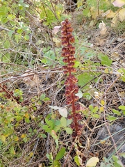 Pterospora andromedea