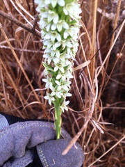 Platanthera elegans elegans