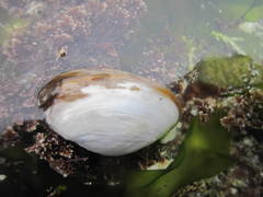 Cryptomya californica