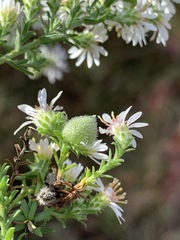 Rhopalomyia gemmaria