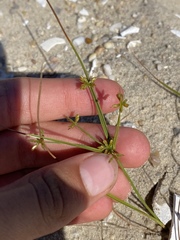 Cyperus grayi