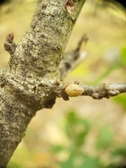 Andricus deciduatus