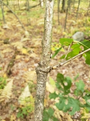 Andricus deciduatus