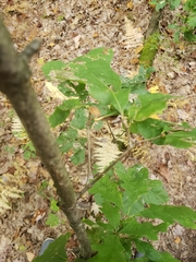 Andricus deciduatus