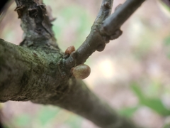 Andricus deciduatus