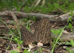 Morchella australiana