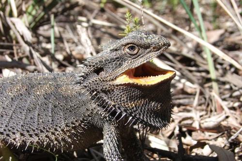 Eastern Bearded Dragon, photo 5 of 7