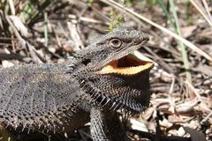 Eastern Bearded Dragon photo 5