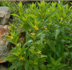 Mandevilla foliosa