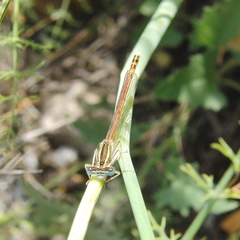 Platycnemis acutipennis