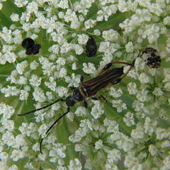 Stenopterus ater