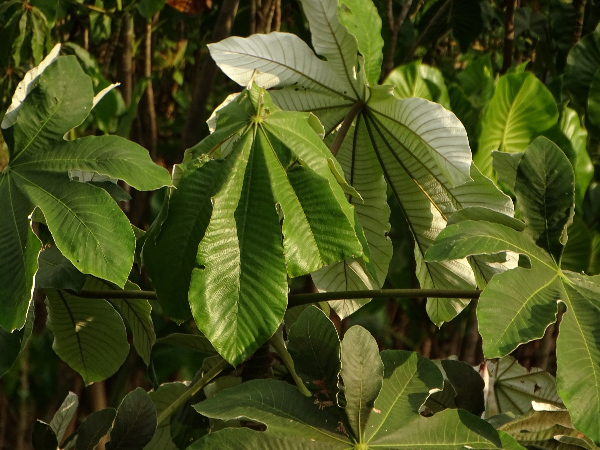 Cecropia latiloba