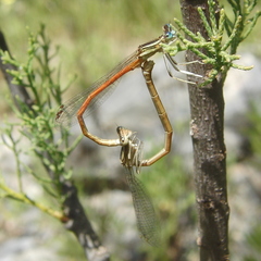 Platycnemis acutipennis