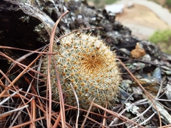 Mammillaria flavicentra