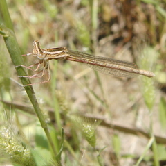 Platycnemis acutipennis