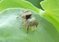 Phidippus pacosauritus