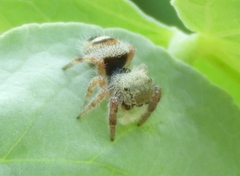 Phidippus pacosauritus