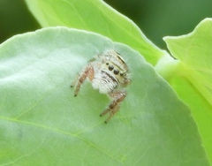 Phidippus pacosauritus