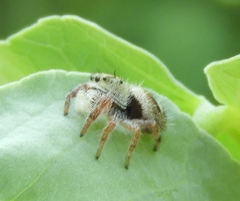 Phidippus pacosauritus