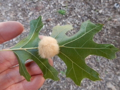 Callirhytis infuscata