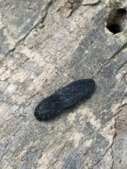 Lacon punctatus