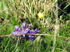 Gentianella anisodonta