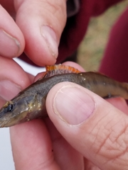 Percina phoxocephala