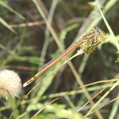 Platycnemis acutipennis