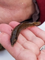 Percina phoxocephala