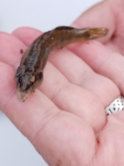 Percina phoxocephala