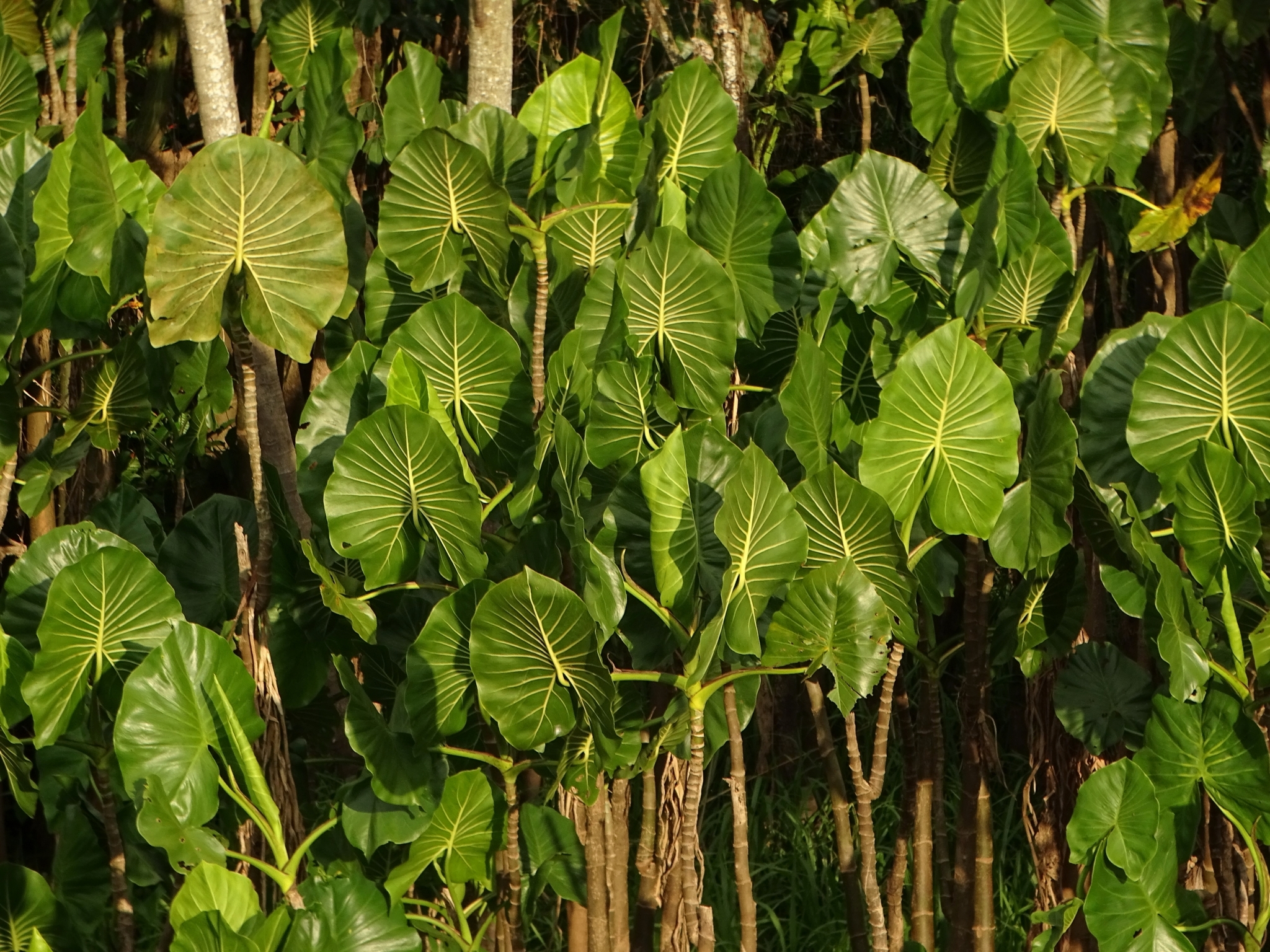 Montrichardia linifera