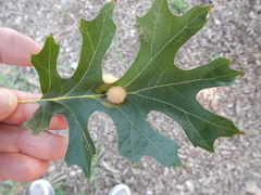 Callirhytis infuscata