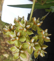 Asclepias elata