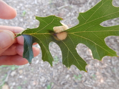 Callirhytis infuscata