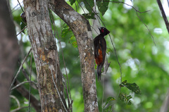 Chestnut Woodpecker photo 2